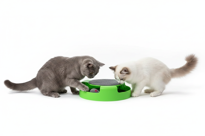 Twee katten